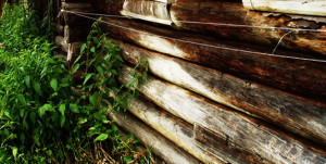 гниение древесины  бревенчатого дома